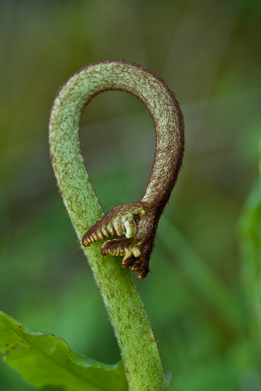 Jeune pousse ou Anaconda ?