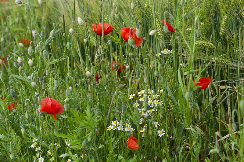 Folles herbes