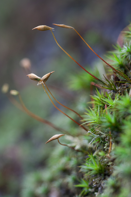 Micro pousse