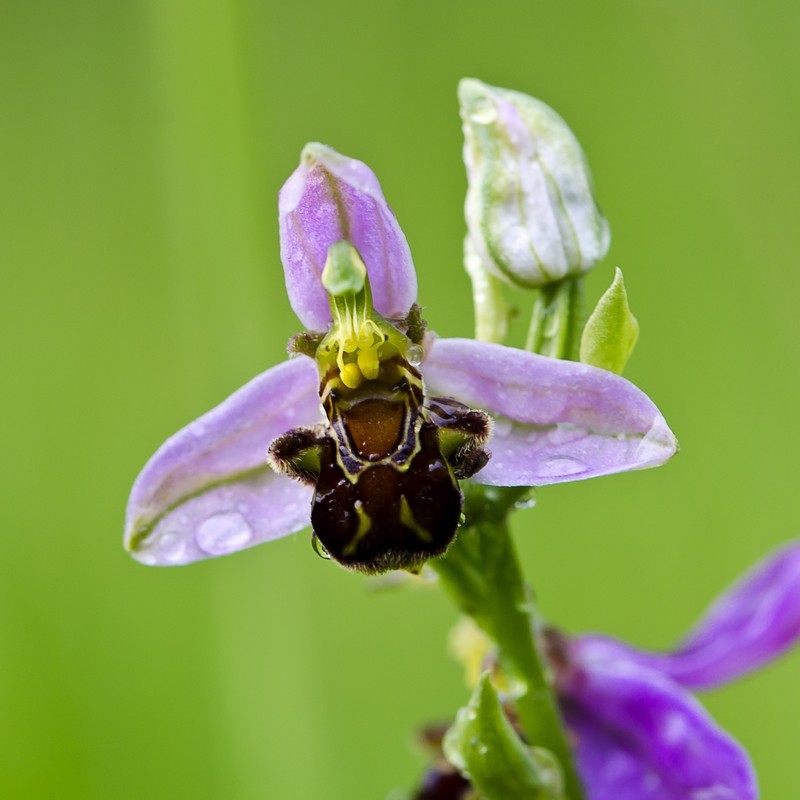 Ophrys abeille