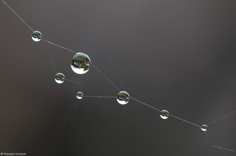 Constellation de la goutte