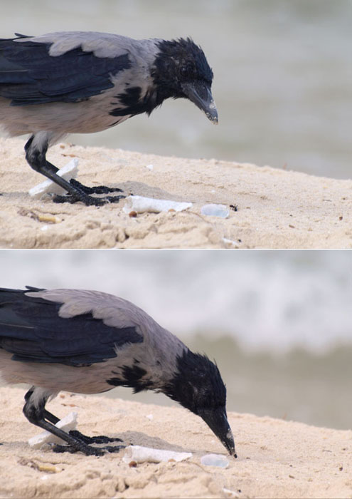 Le Corbeau et la gloups