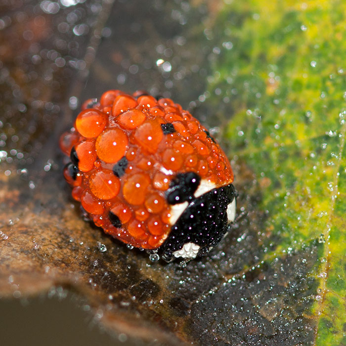 Coccinelle bulle
