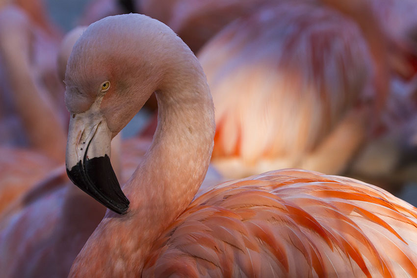 Flamand rose
