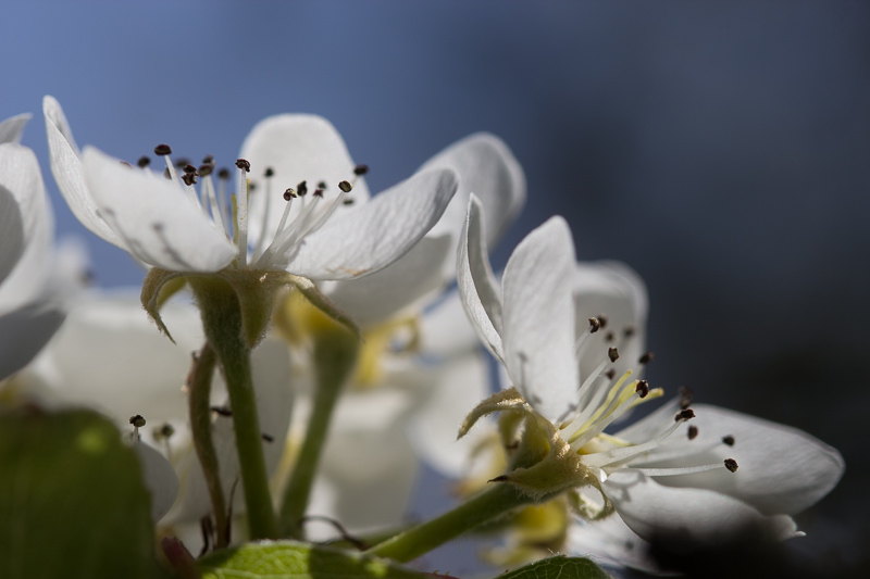 Explosion de printemps