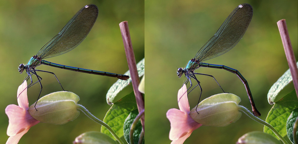 Courbure de demoiselle