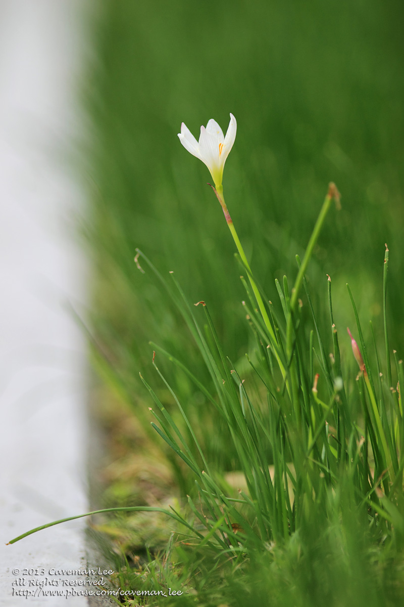 Road side greenery