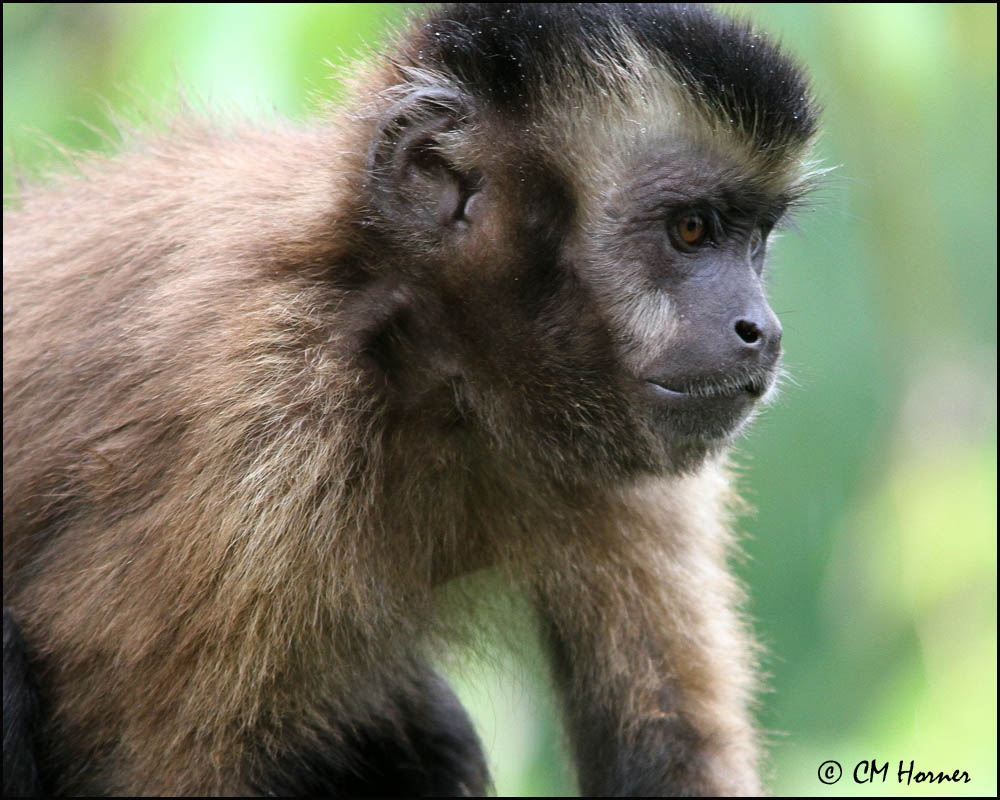 4961 Capuchin Monkey.jpg