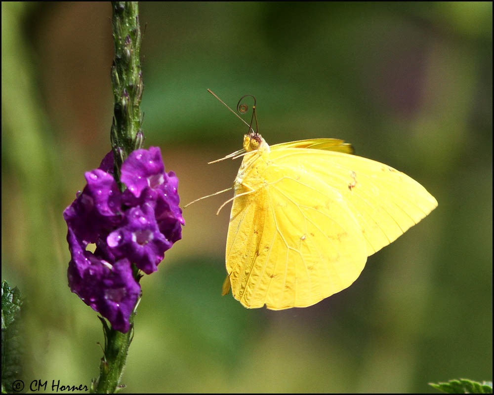 5062 Sulphur sp.jpg