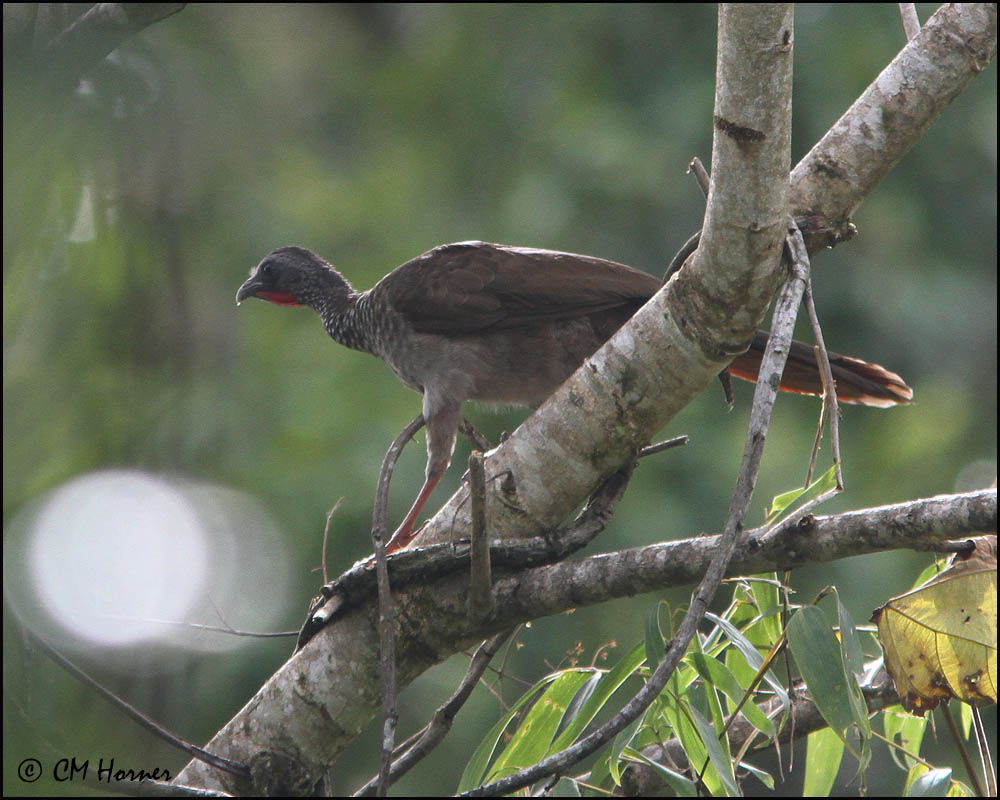 5081 Speckled Chachalaca.jpg