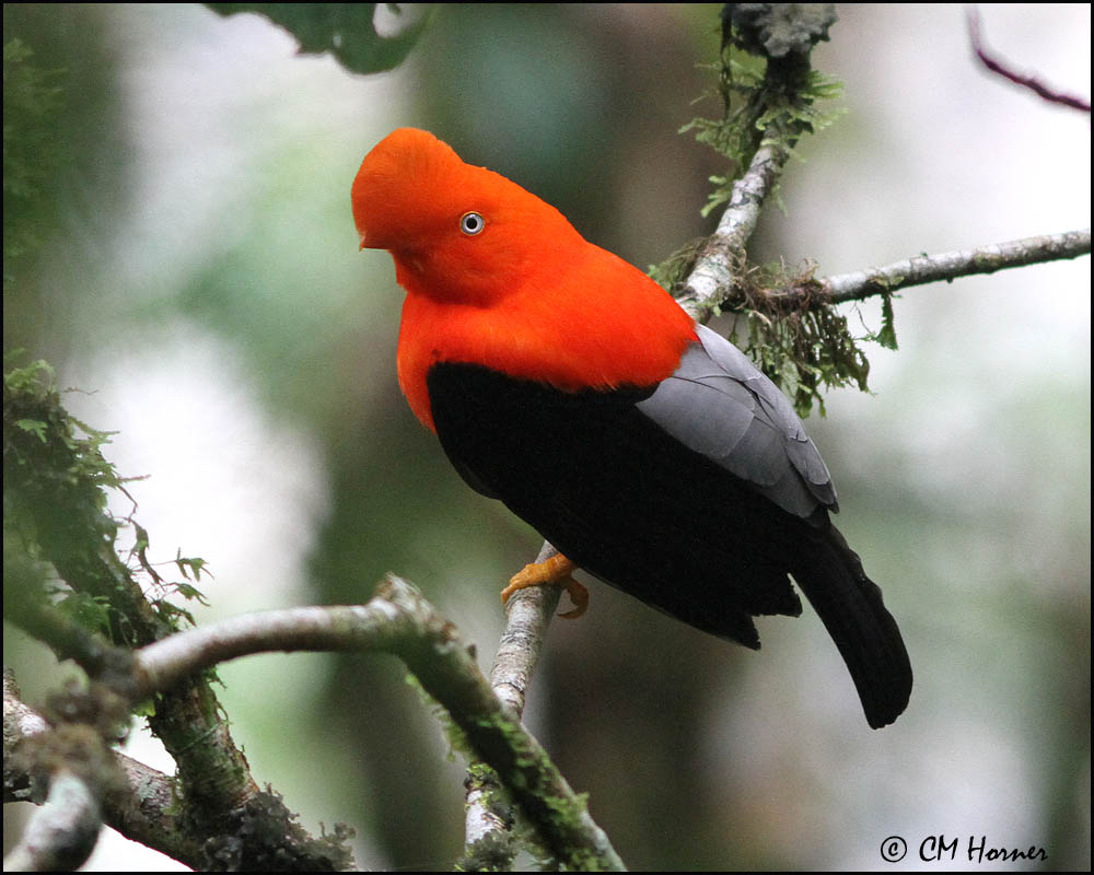 5255 Andean Cock-of-the-Rock male.jpg