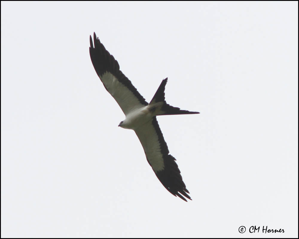 6018 Swallow-tailed Kite.jpg
