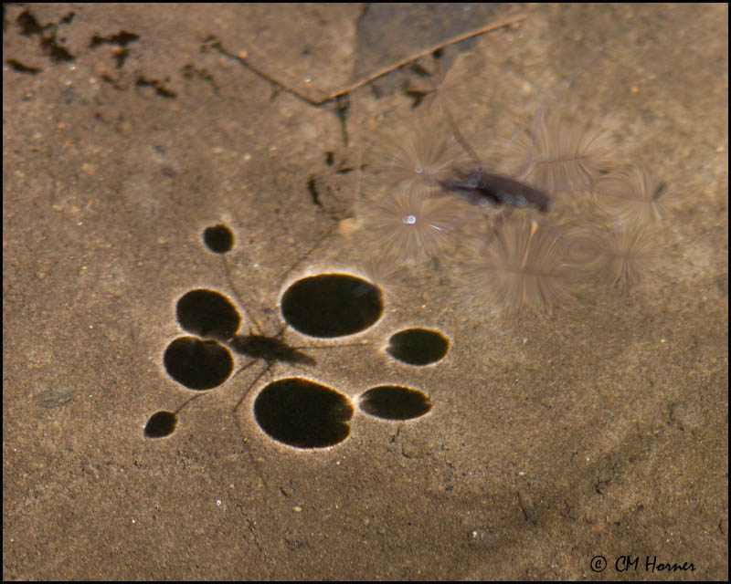 0062 Water Strider and shadow.jpg