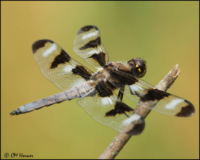 0510 Twelve-spotted Skimmer male.JPG