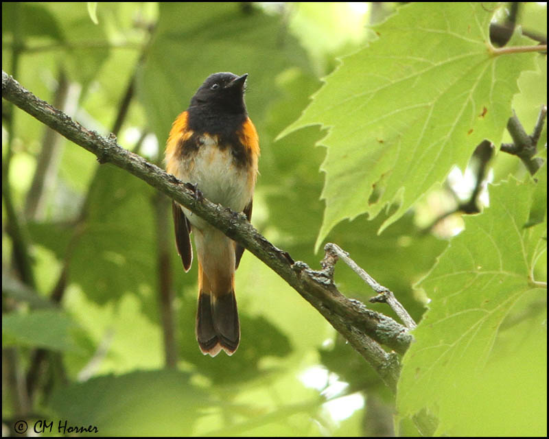 0534 American Redstart male_edited-1.jpg
