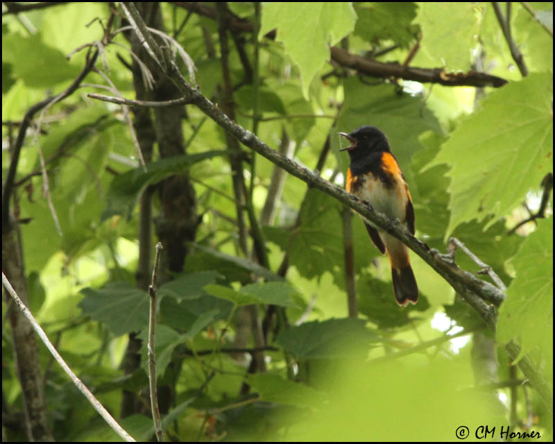 0538 American Redstart male_edited-1.jpg