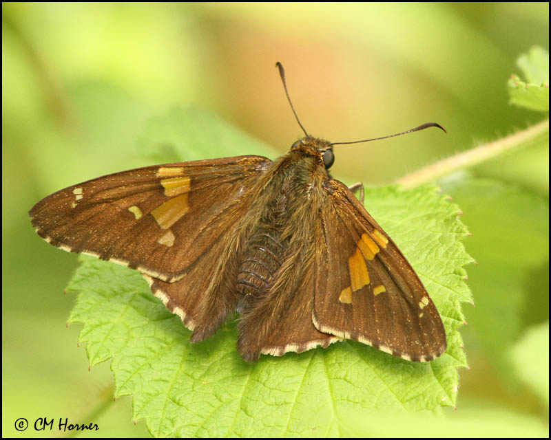 0552 Silver-spotted Skipper dorsal_edited-1.jpg