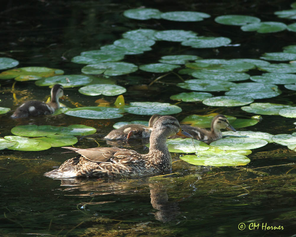 0835 Mallard Family.jpg