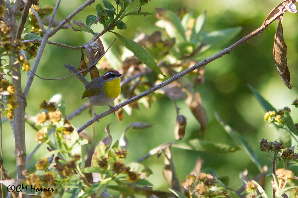 4592 Rufous-capped Warbler.jpg