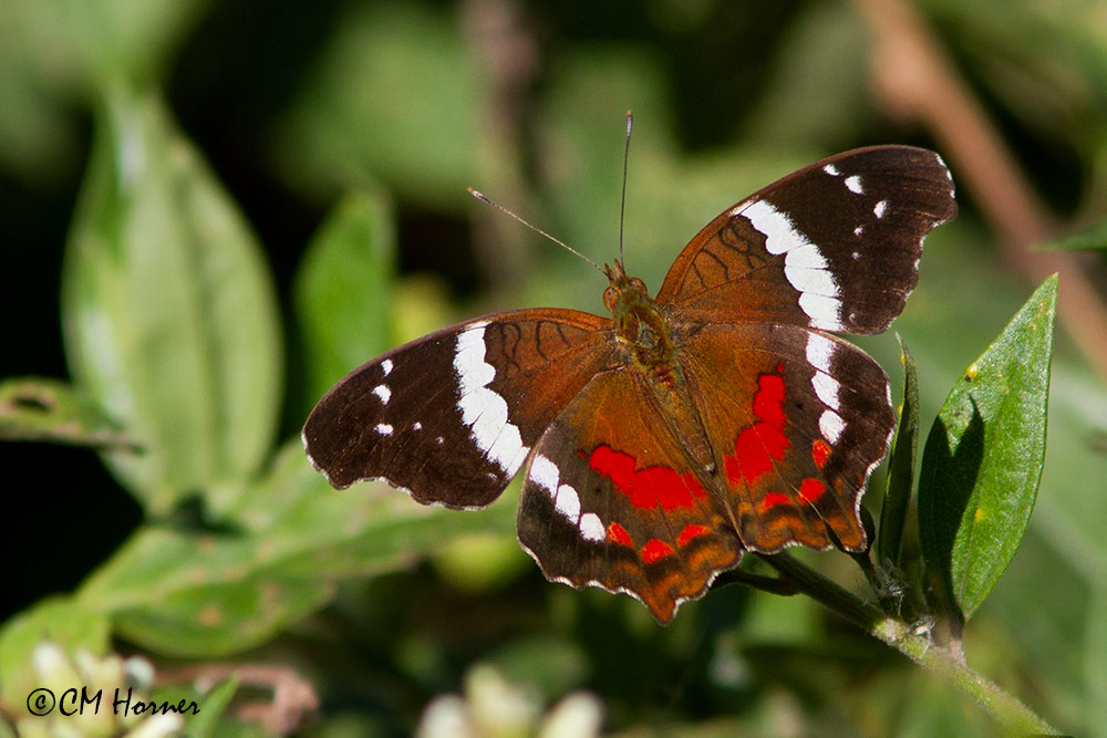4635 Banded Peacock.jpg