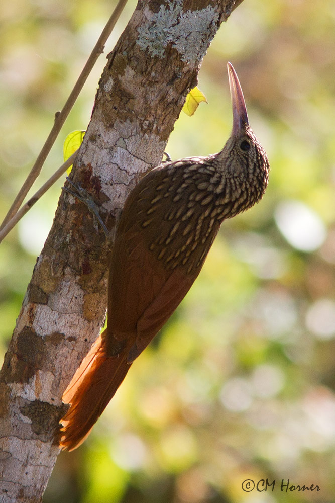 4677 Ivory-billed Woodcreeper.jpg