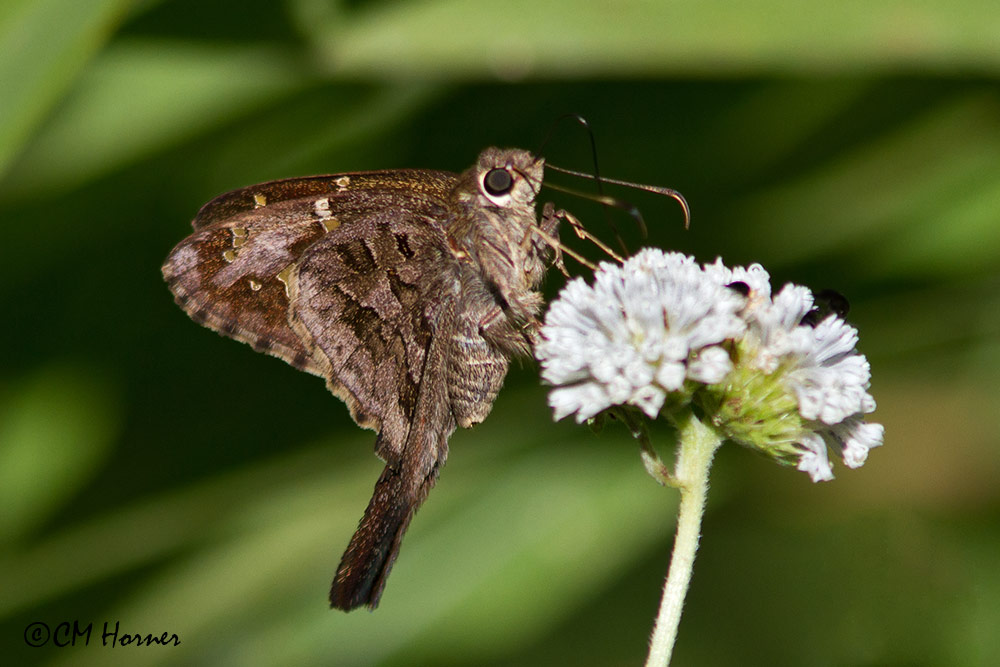 5534 Long-tailed Skipper.jpg