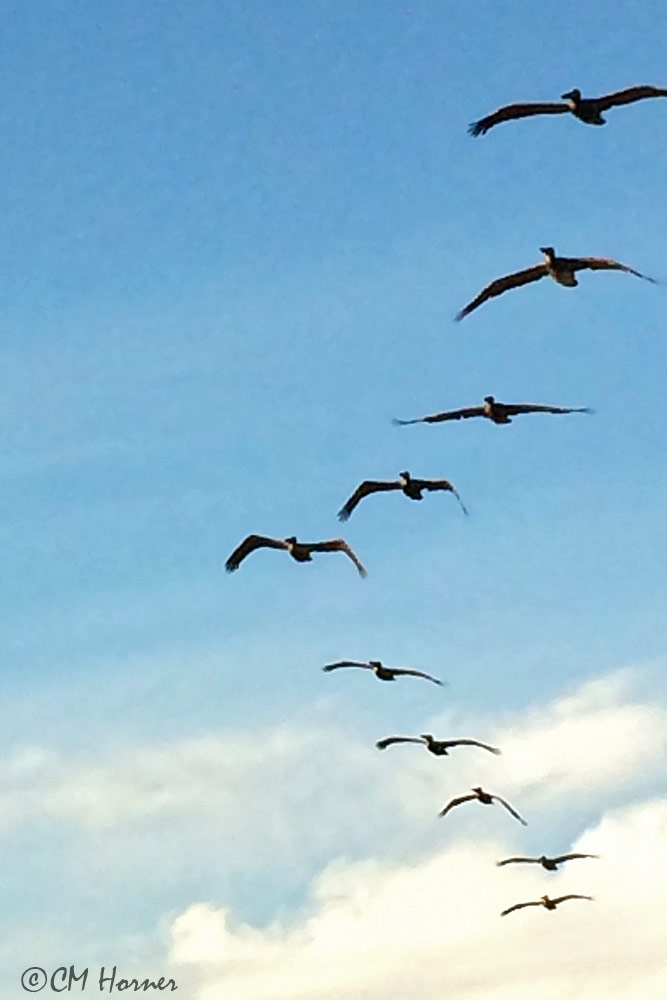 0941 Squadron of Pelicans 