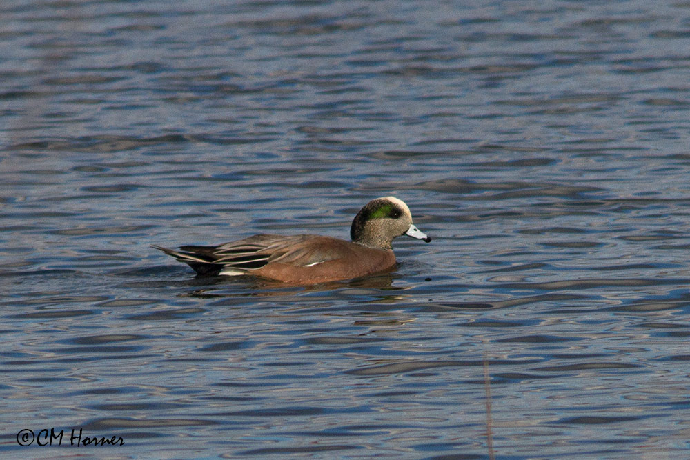 8882 American Wigeon drake.jpg