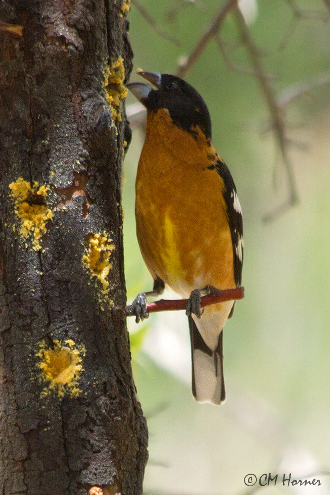 6655 Black-headed Grostbeak.jpg