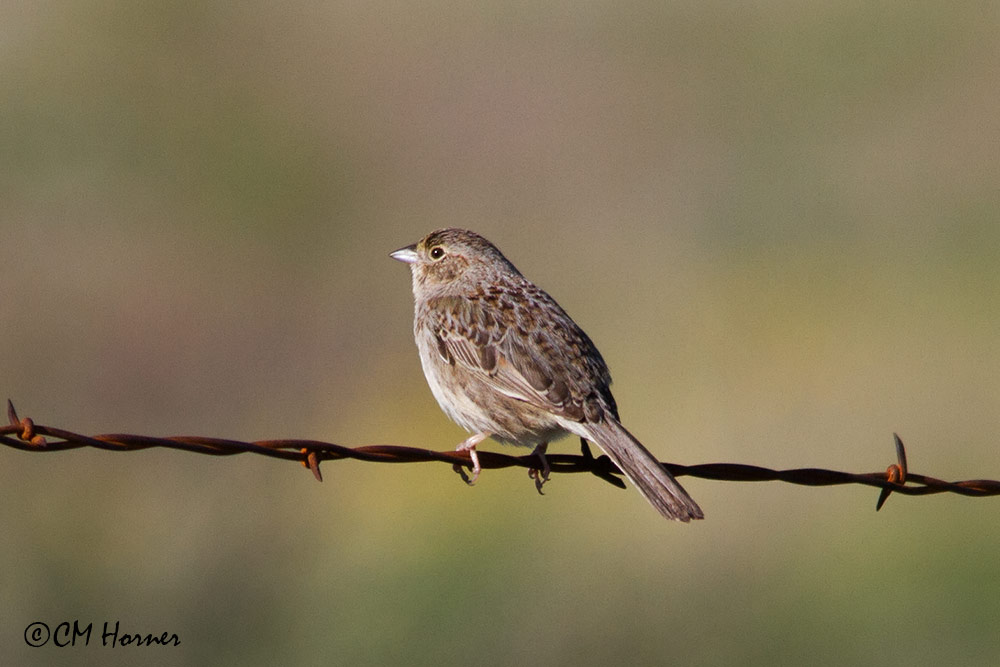 6992 Cassins Sparrow.jpg