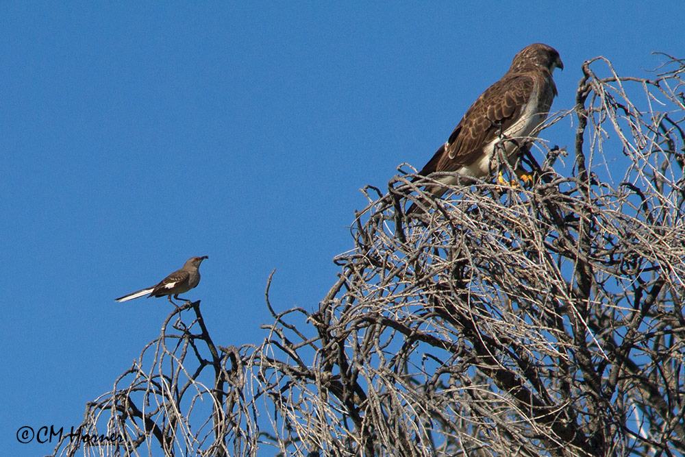 7713 Northern Mockingbird mobbing Swainsons Hawk.jpg