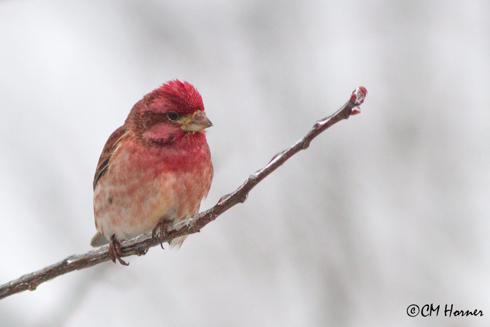 9138 Purple Finch male.jpg