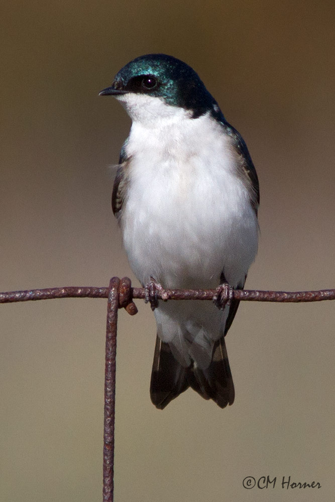 9533 Tree Swallow.jpg