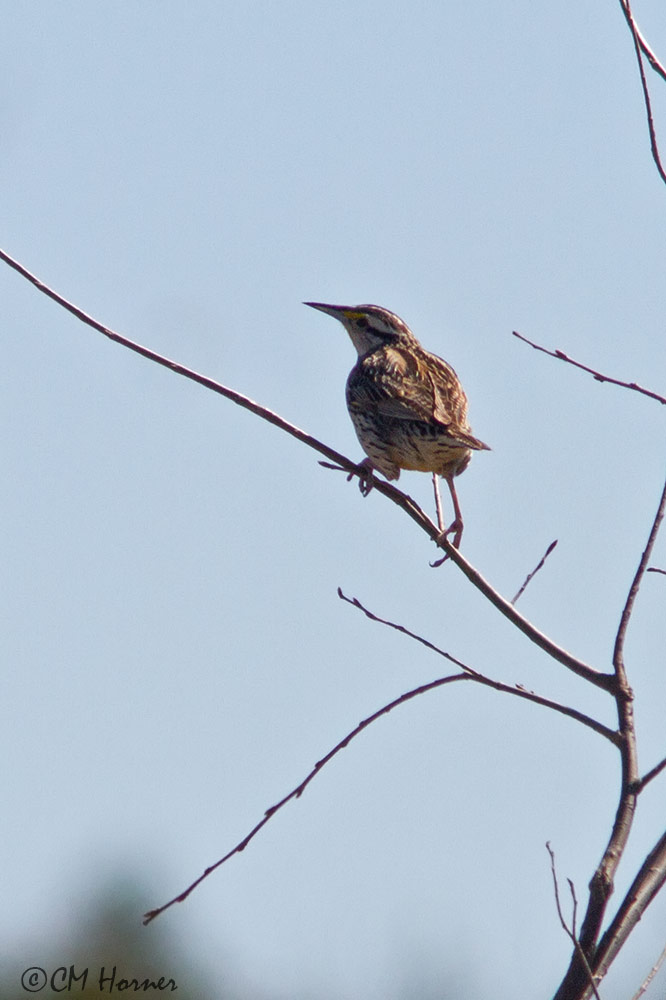 9670 Eastern Meadowlark.jpg