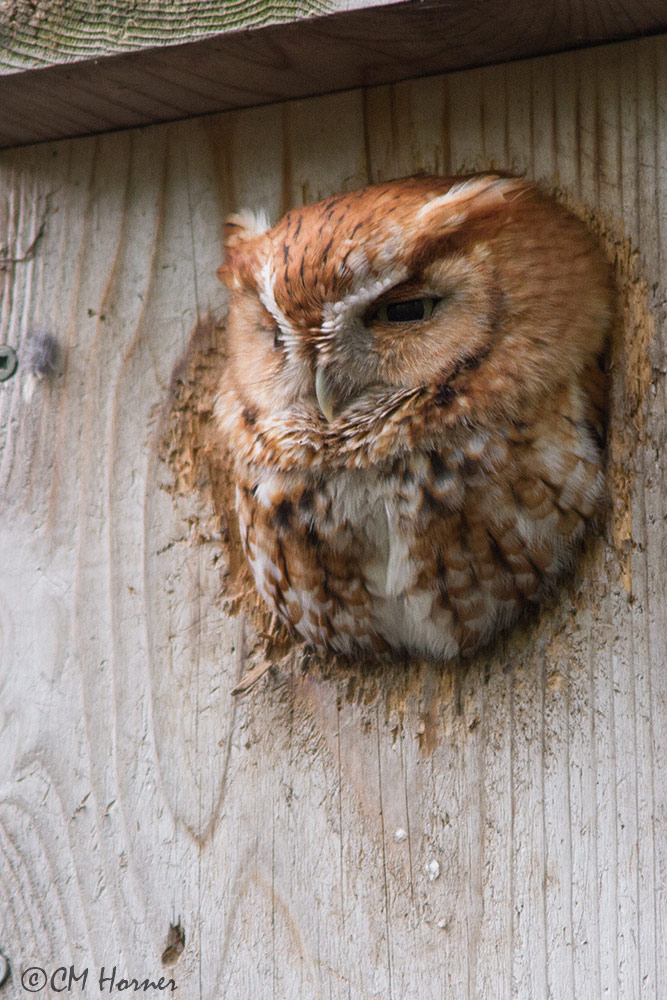 0266 Eastern Screech-Owl rufous adult.jpg