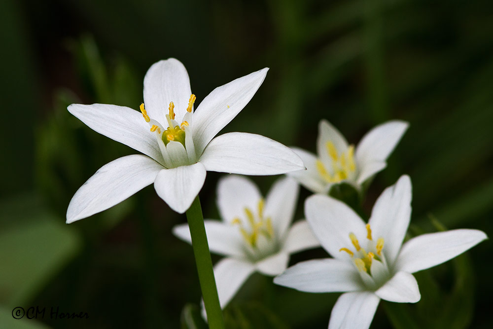 0015 Star of Bethlehem.jpg