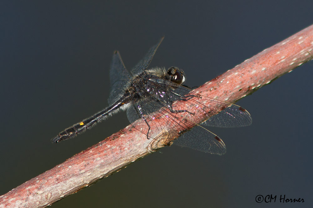 0098 Dot-tailed Whiteface.jpg