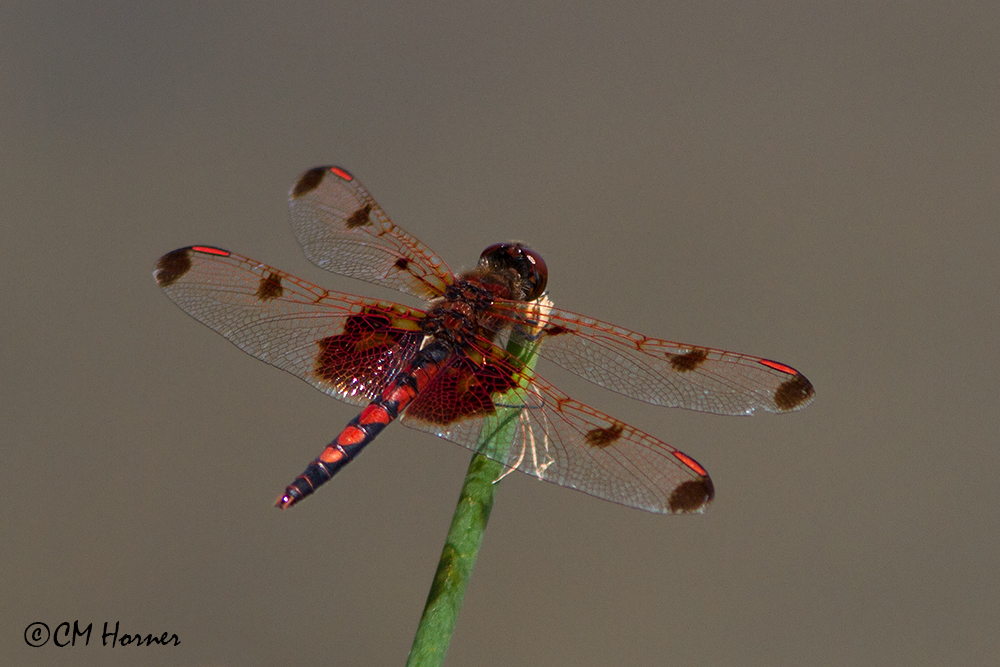 0461 Calico Pennant male.jpg