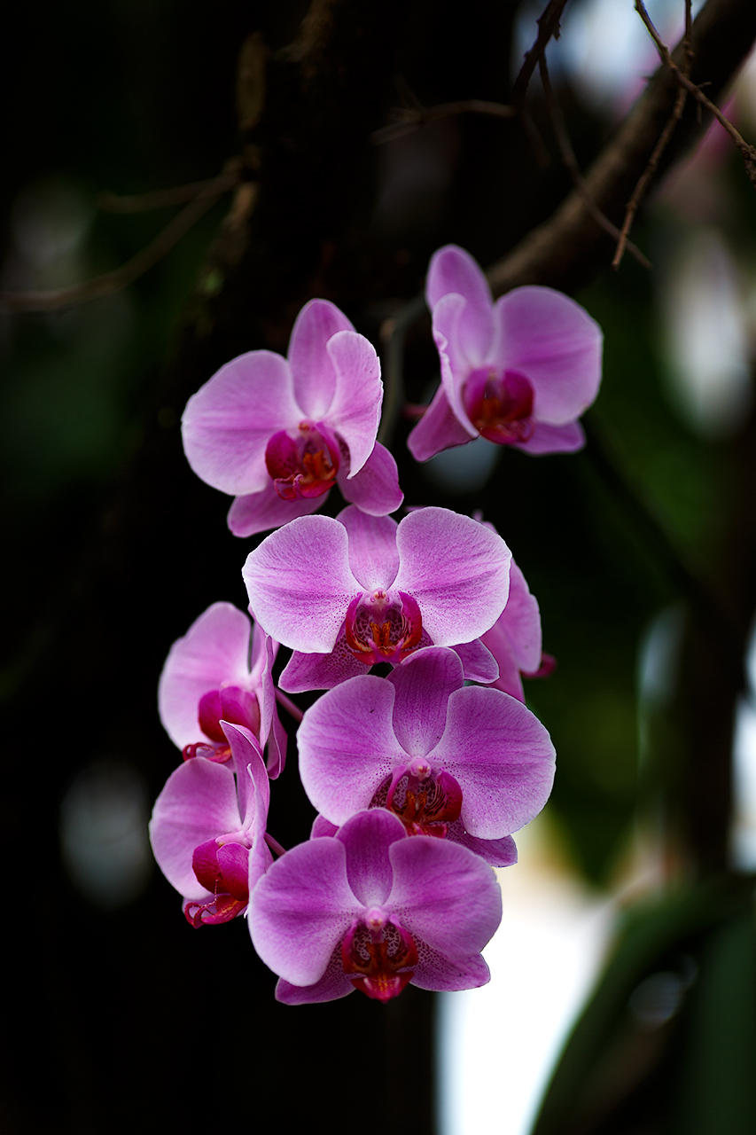 orchid135L.jpg