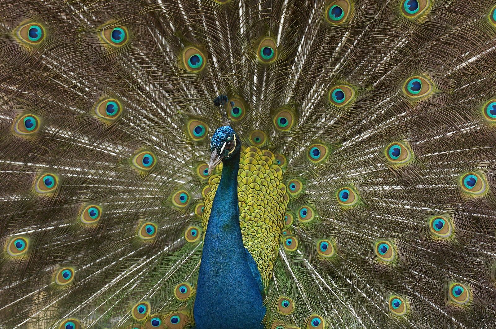 Peacock2.jpg
