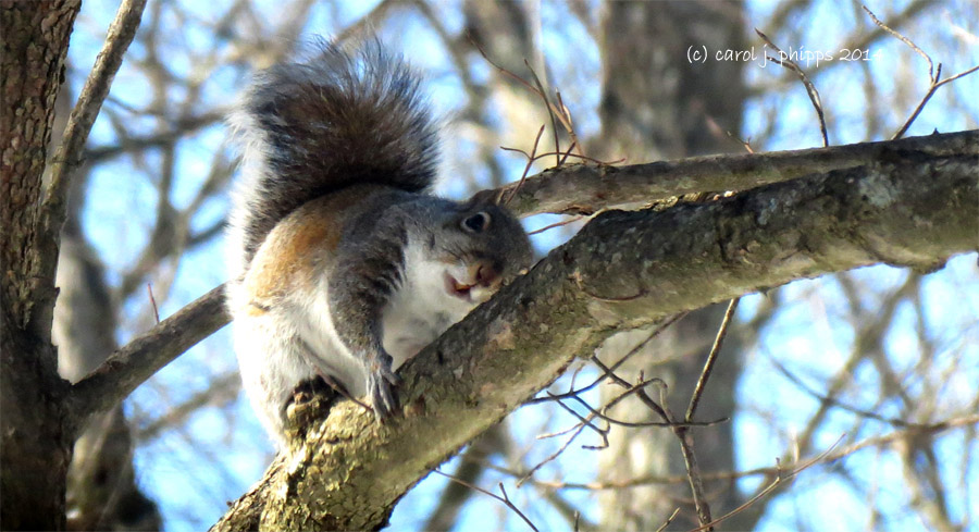 Smiling Squirrel
