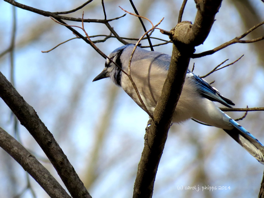 Bluebird
