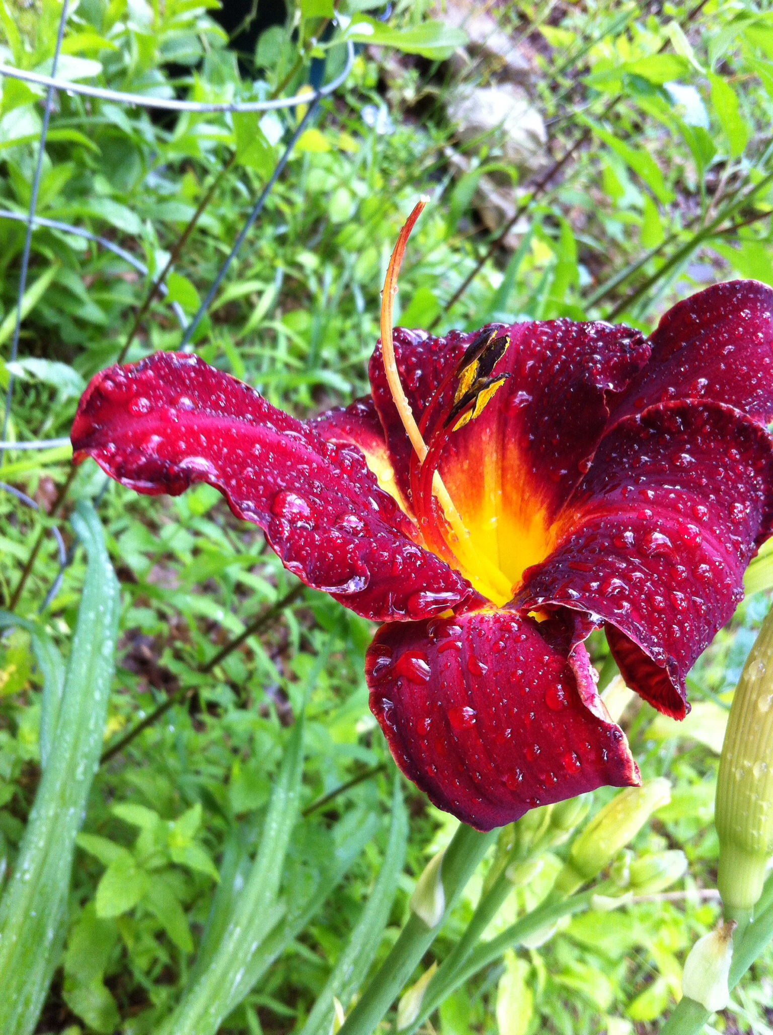 Sunburst Day Lily