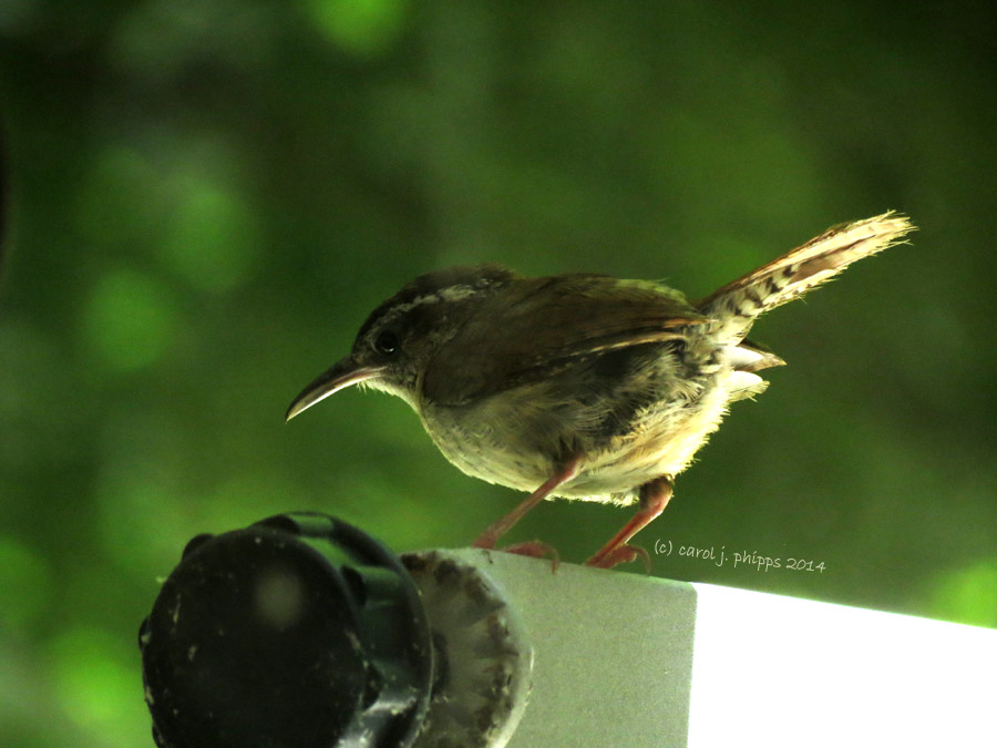 A Mother Wren