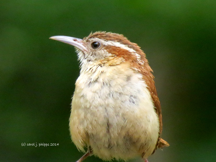 First Flight for New Baby Wrens