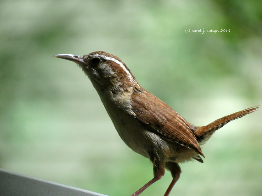First Flight for New Baby Wrens