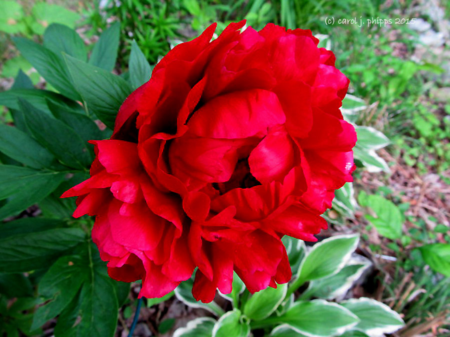 Ruby Red Peony