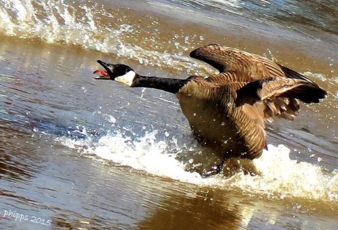 Honk! Honk!