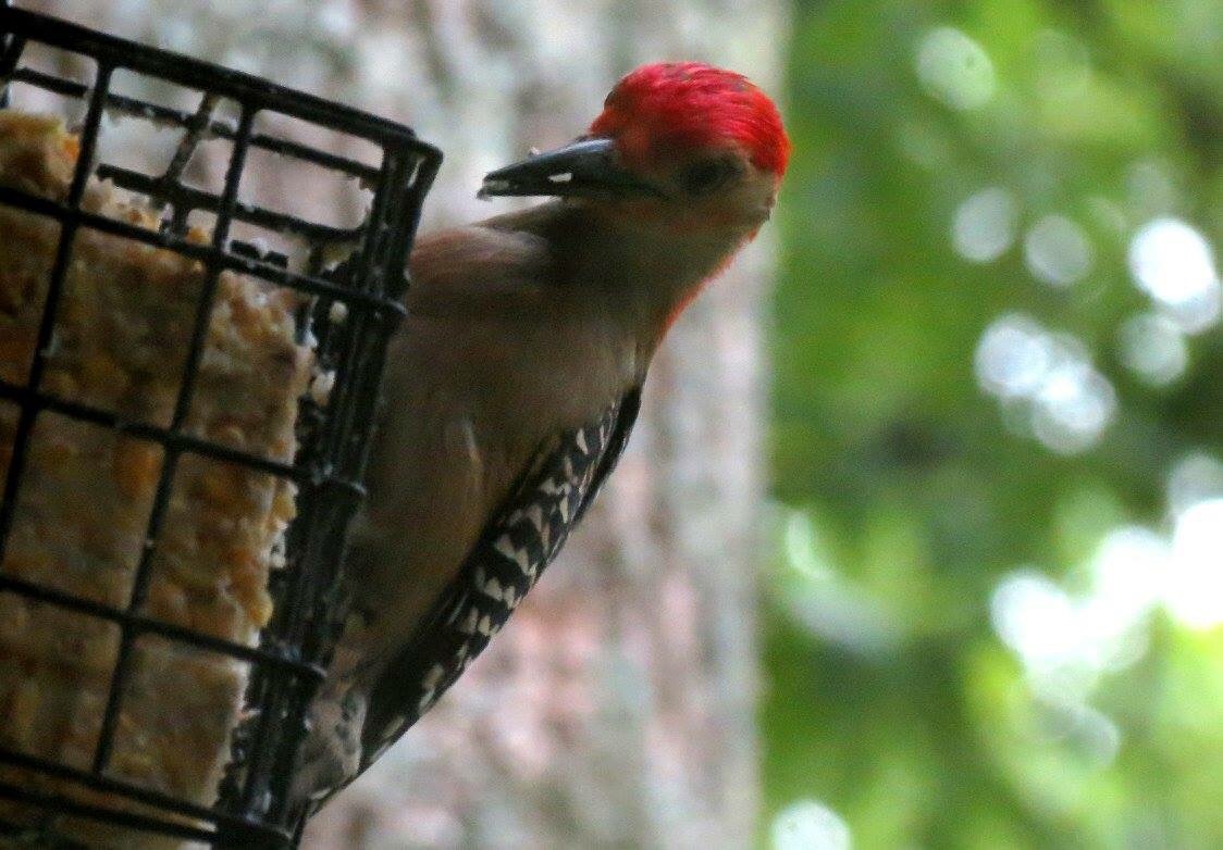 Woodpecker 