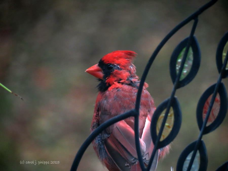 Cardinal outside Window